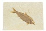 Detailed Fossil Fish (Knightia) - Wyoming #373669-1